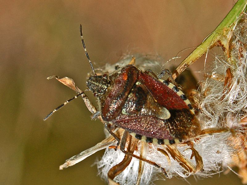 Pentatomidae:  Dolycoris baccarum